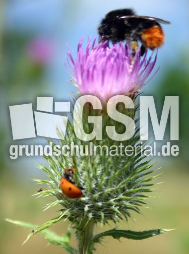 Marienkäfer-Valentin-34.jpg